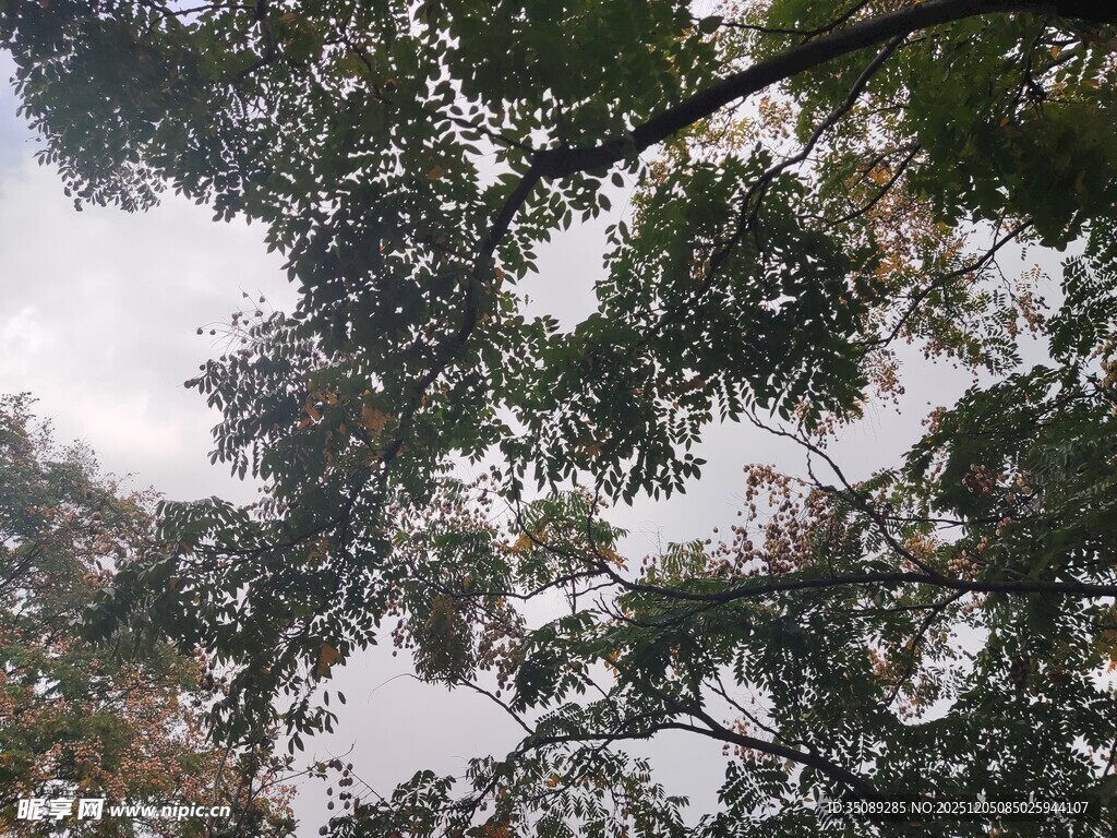 仰视茂密枝叶间的天空