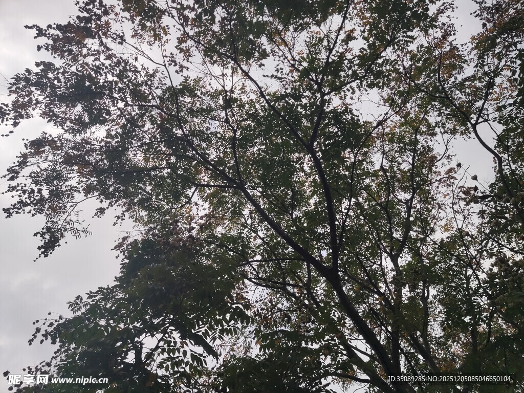 仰视茂密枝叶的树木