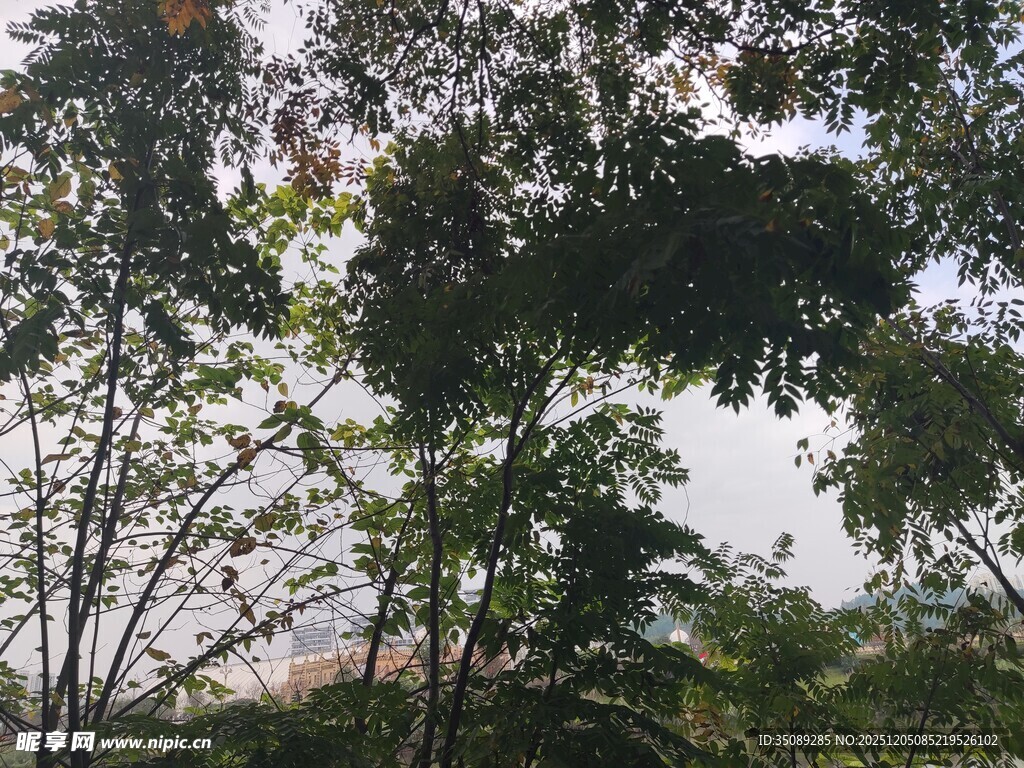 茂密树林中的清新景致