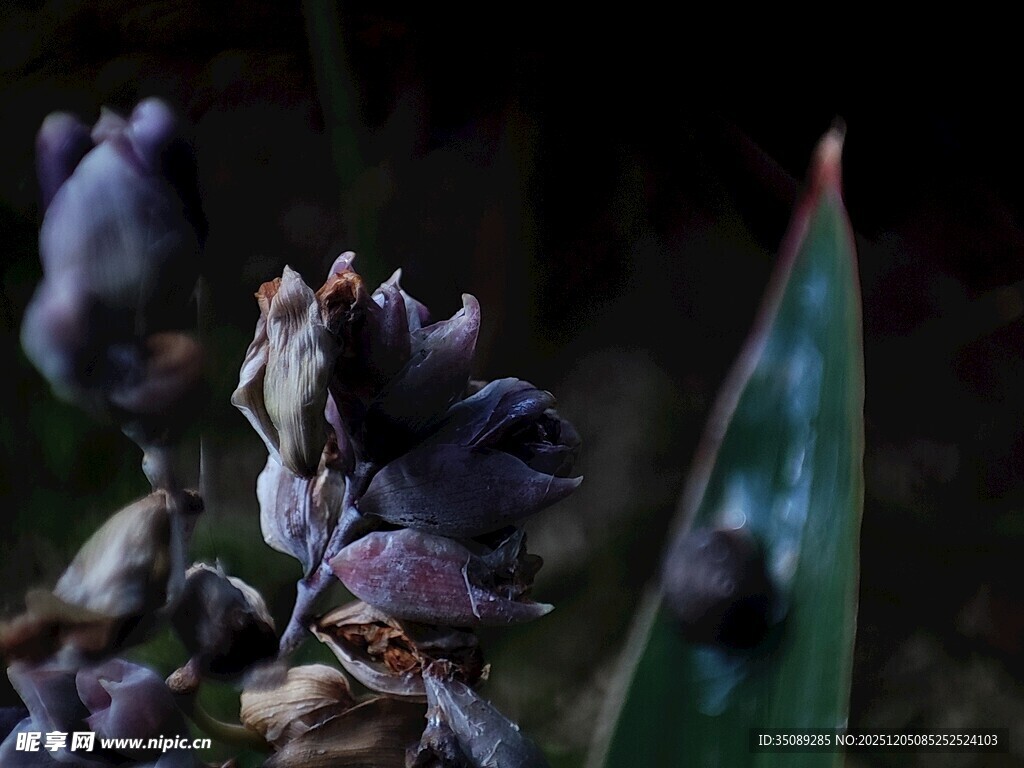 枯萎花朵与绿叶特写