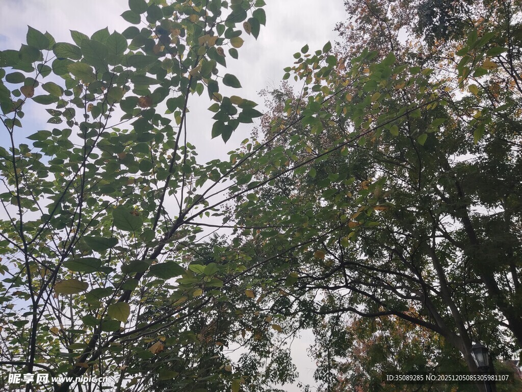 枝叶繁茂的树木景观