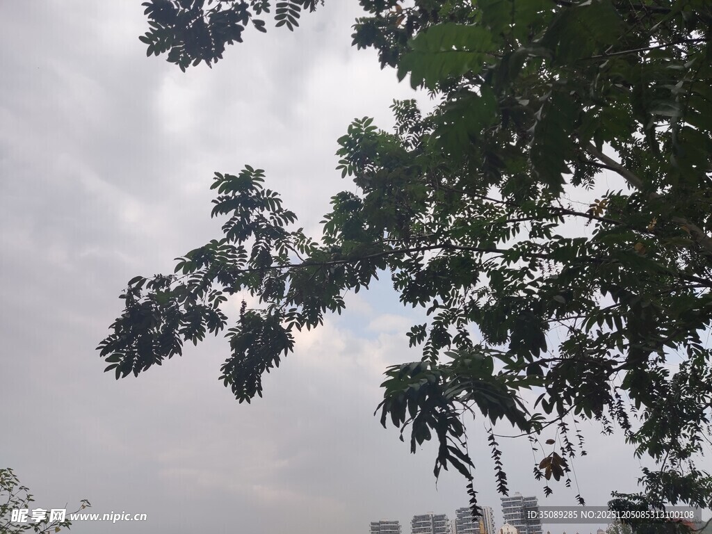 枝叶间的天空景象