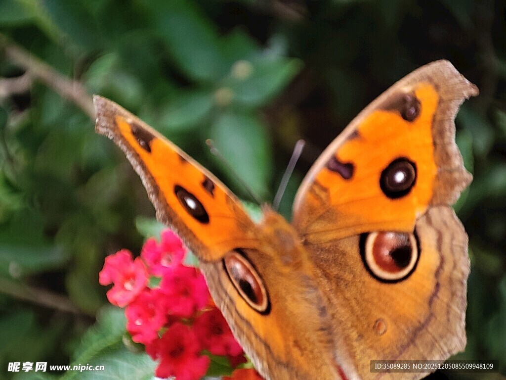 橙蝶停驻红花上
