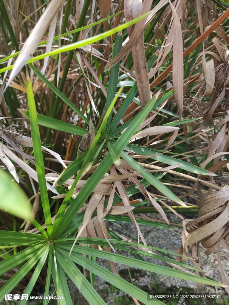 翠绿棕褐相间的独特植物