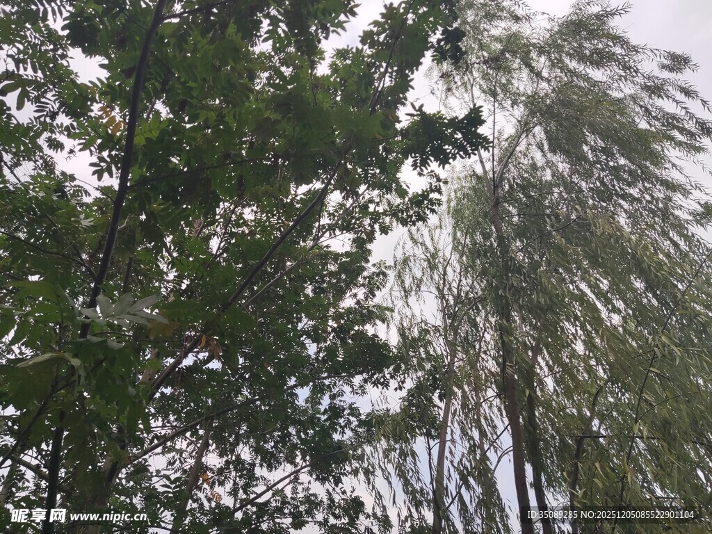 茂密树林中的葱郁枝叶