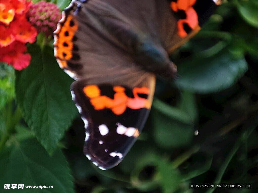 彩蝶停驻于鲜艳花朵间