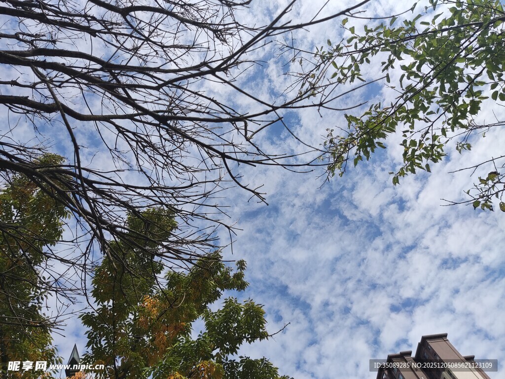 仰望天空中的树木与建筑