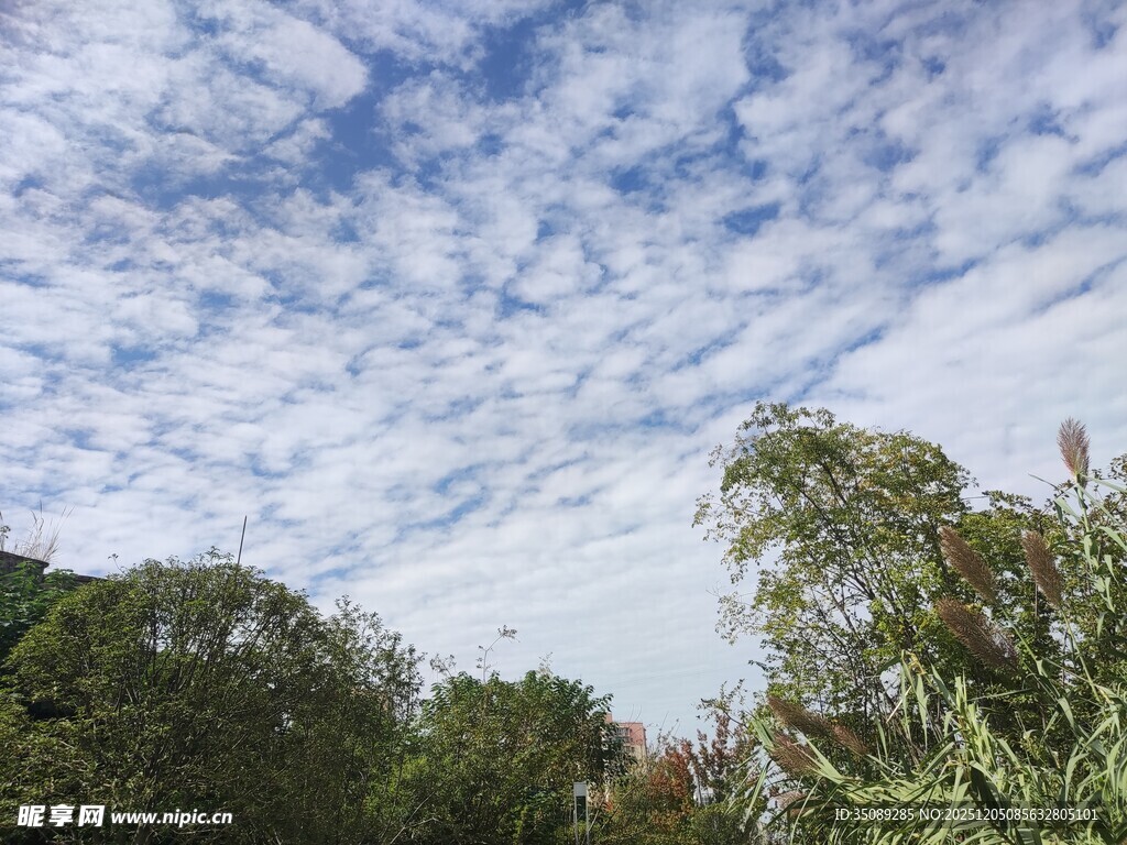 蓝天白云下的葱郁树林