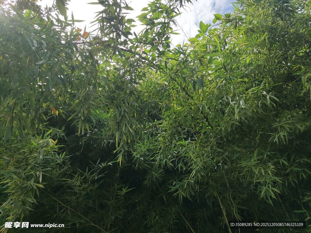 茂密竹林绿意盎然