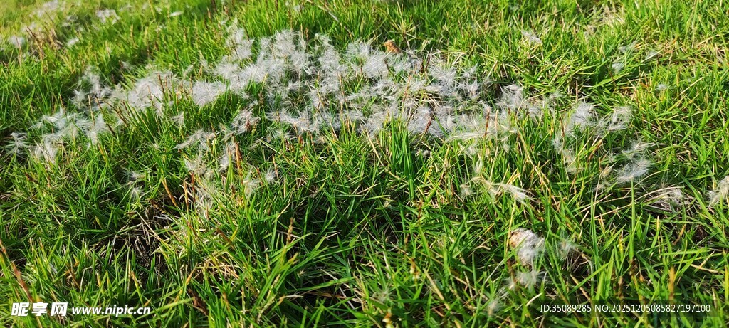 草地上的白色小花