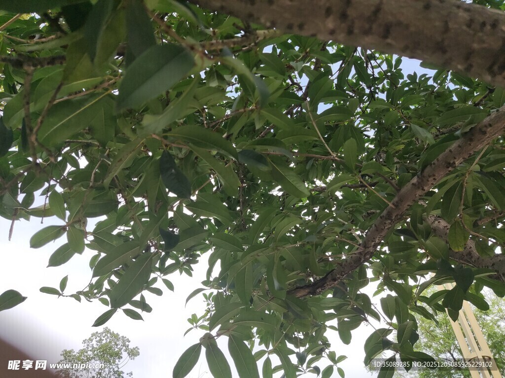 繁茂枝叶下的天空一角