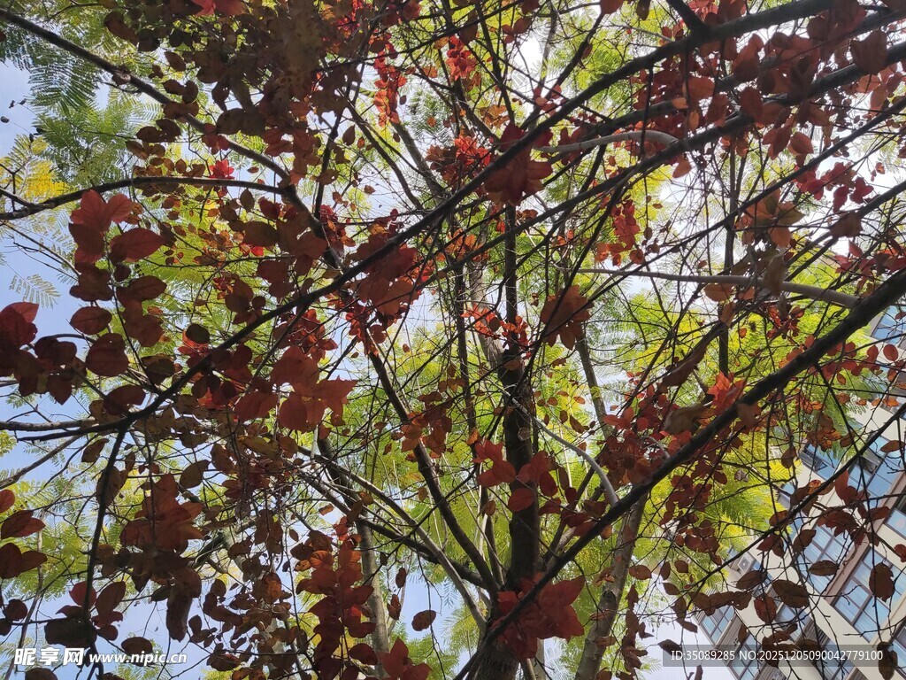 秋日斑斓树叶特写