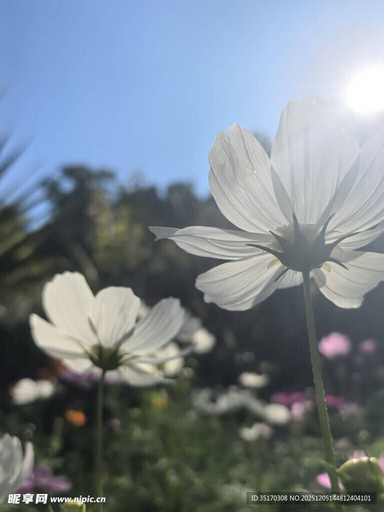 阳光下绽放的美丽格桑花