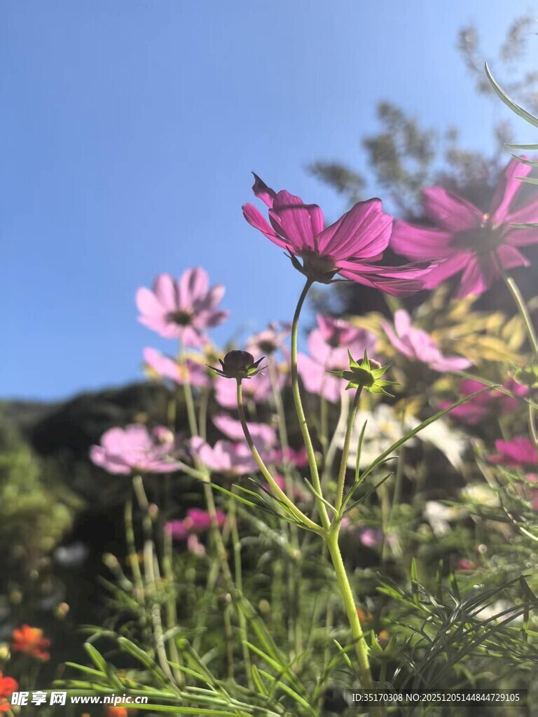 美丽绽放的多彩波斯菊