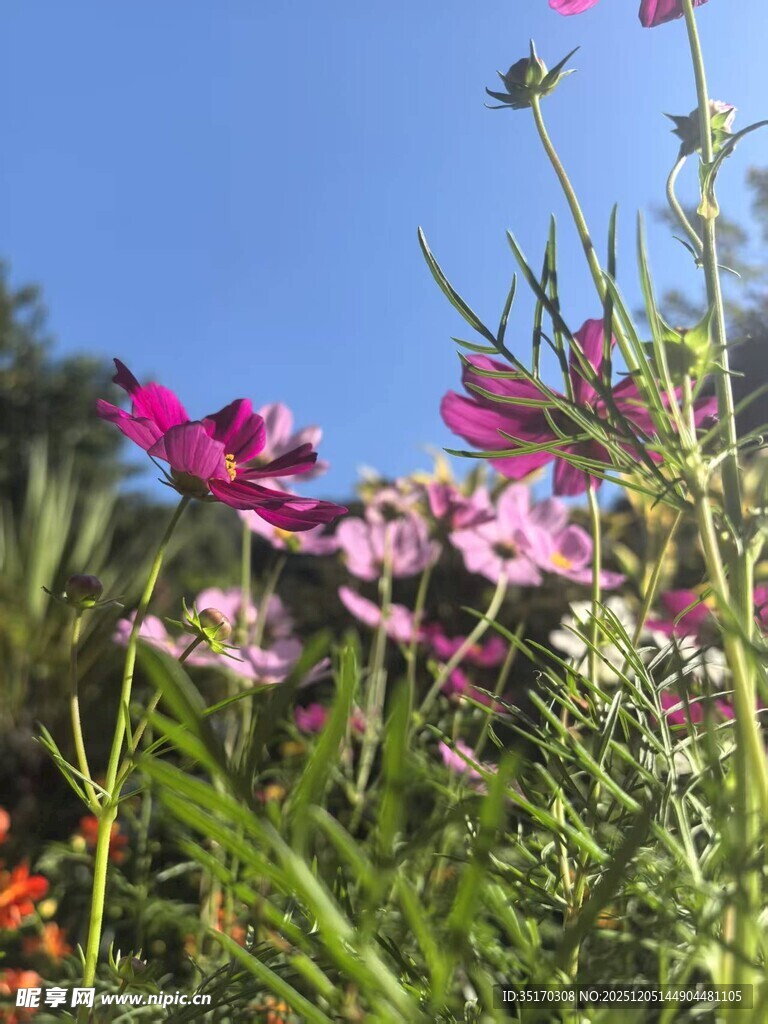 阳光下的缤纷野花