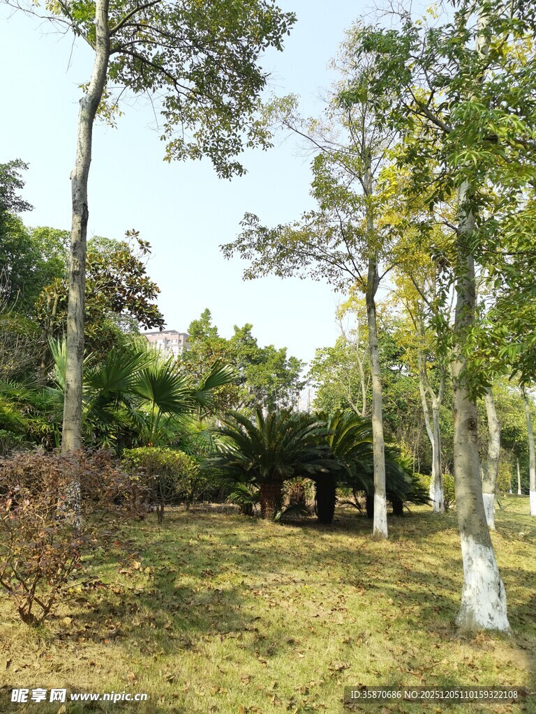 林间草地的静谧自然景象