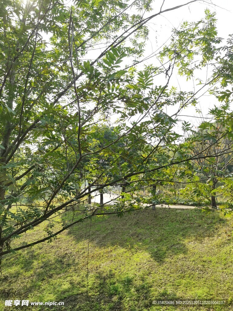 林间草地的自然景致