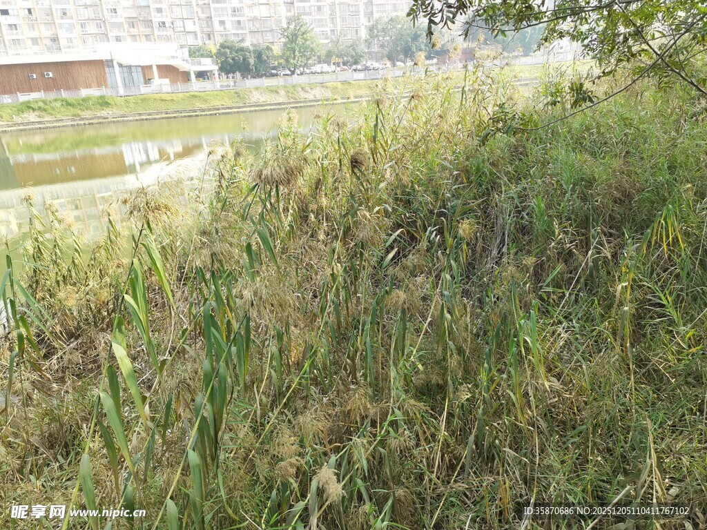 野外茂密草地景观