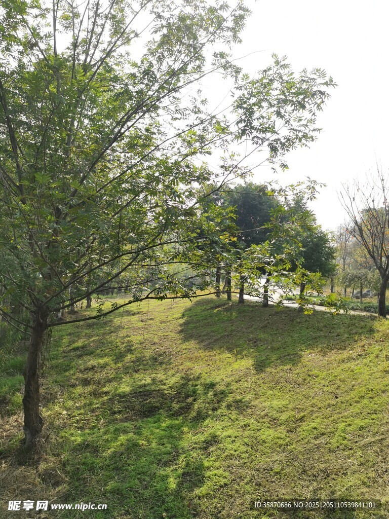 绿意盎然的户外草地景观