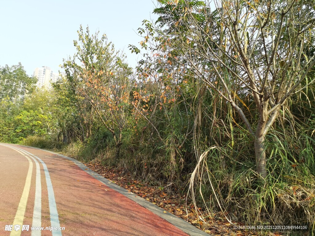 林间彩色骑行道风景