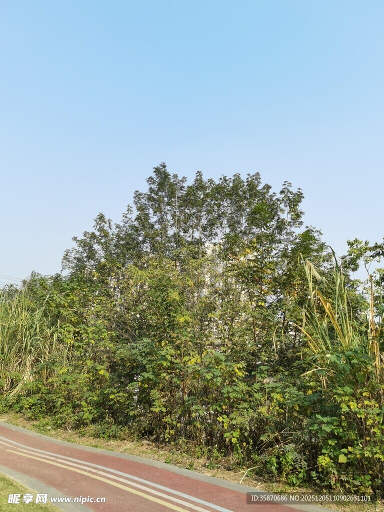 林间蜿蜒彩道绿意盎然