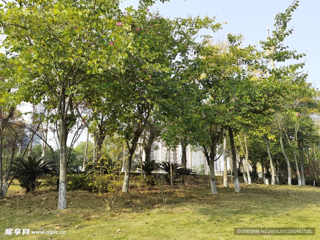 绿树成荫的公园草地