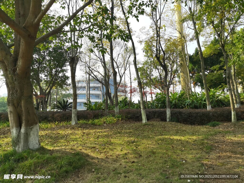 林间草木葱茏的静谧景致