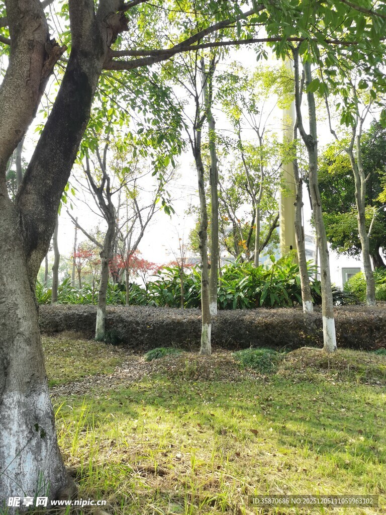 公园内树木草地景致