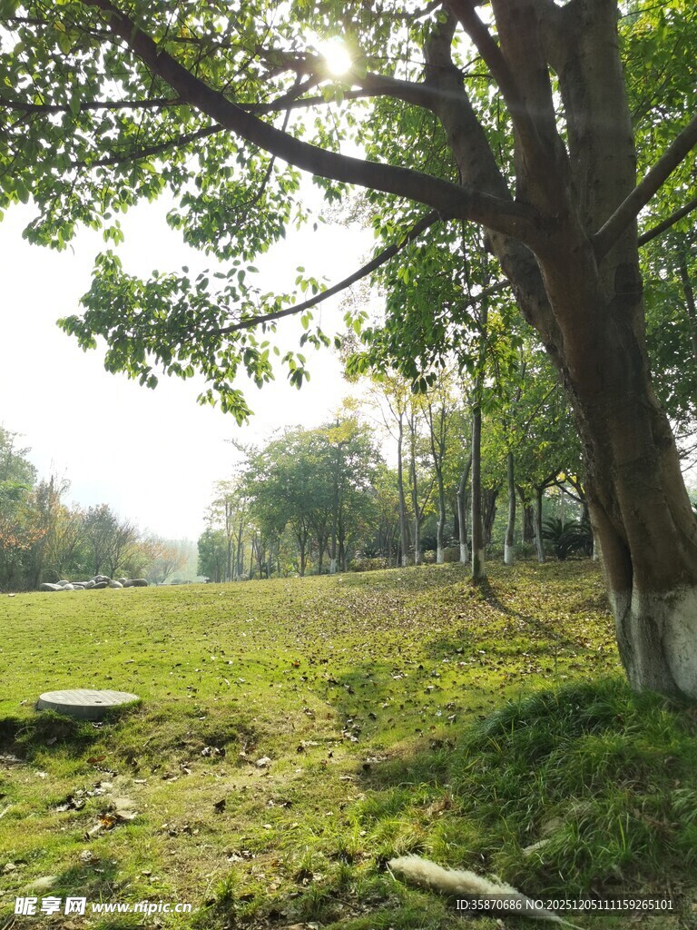 阳光照耀下的静谧草地树林