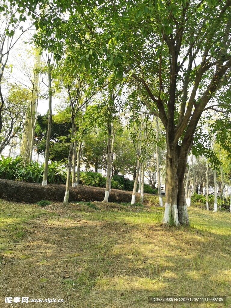 公园绿荫草地风景