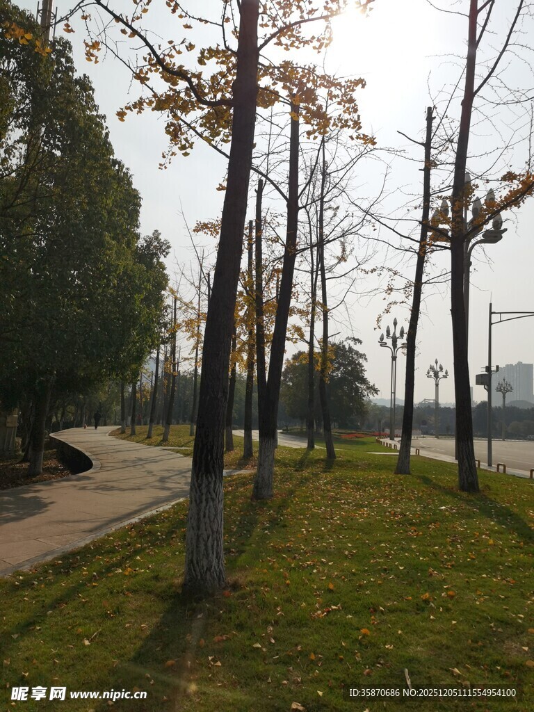 公园草地旁的挺拔树木