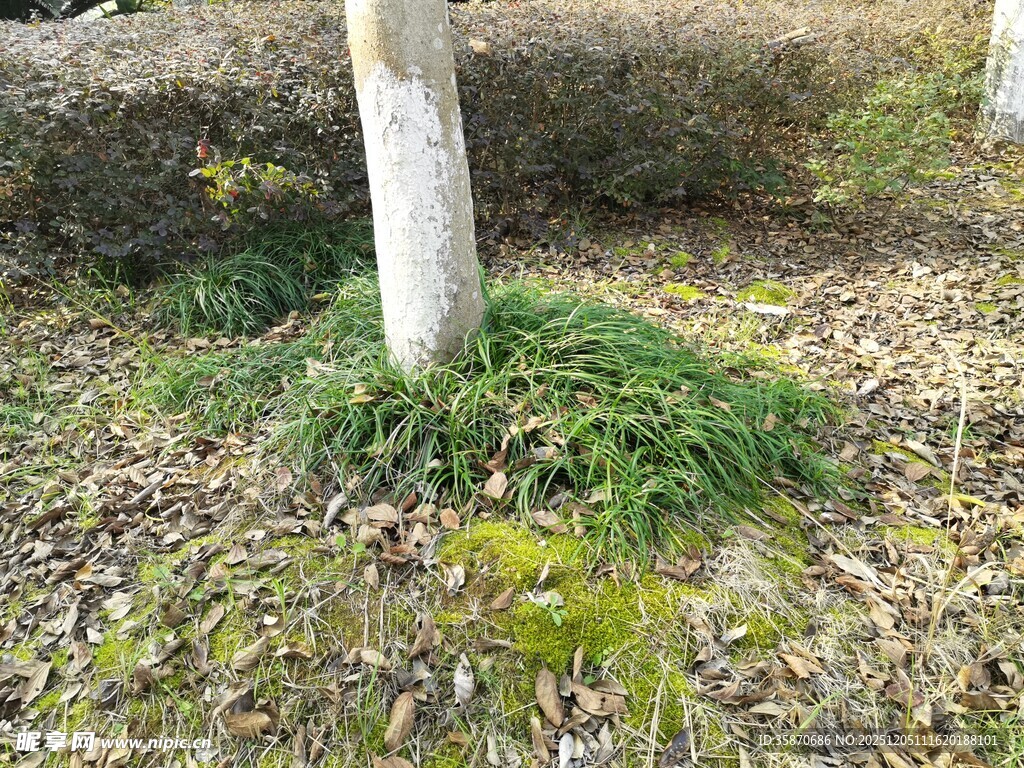 树下丛生的绿色低矮植物