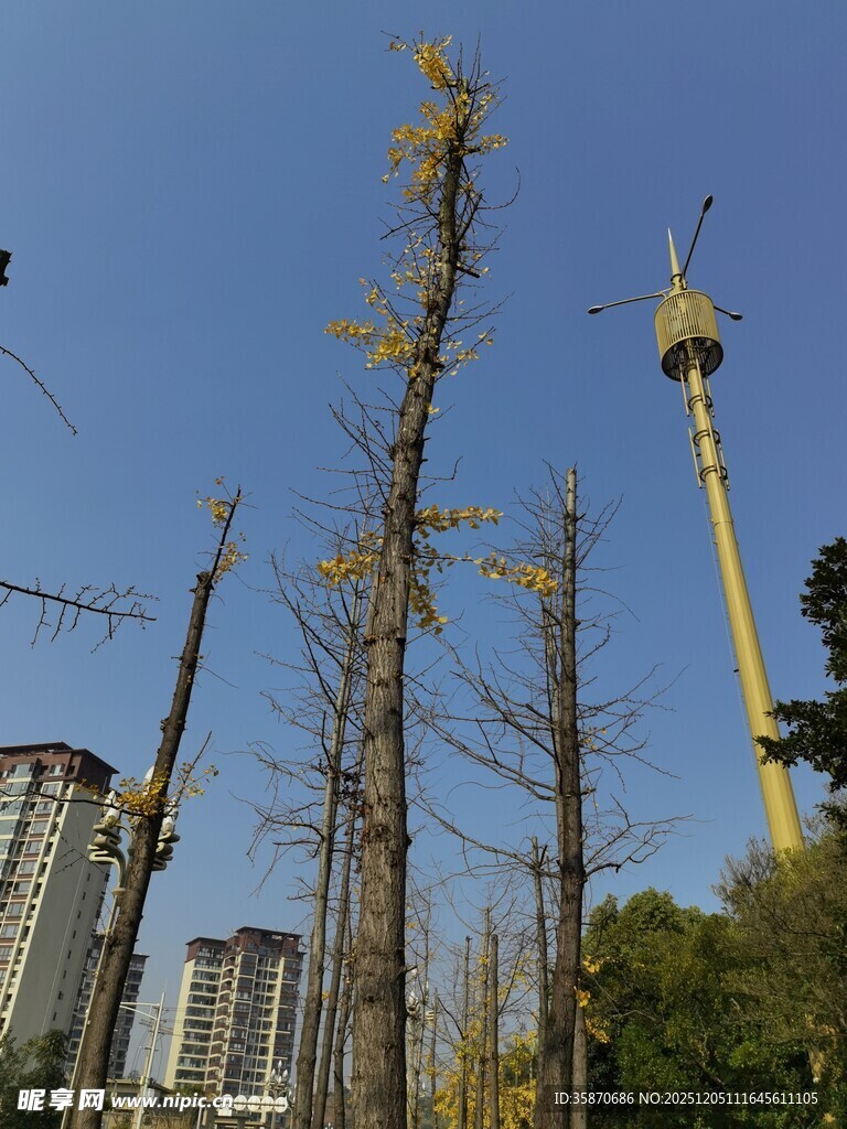 城市中挺立的光秃树木