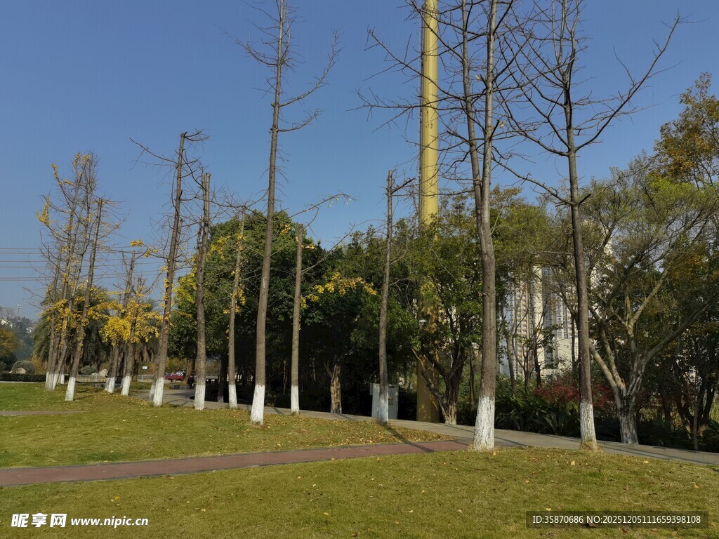 秋日公园的树木与草地