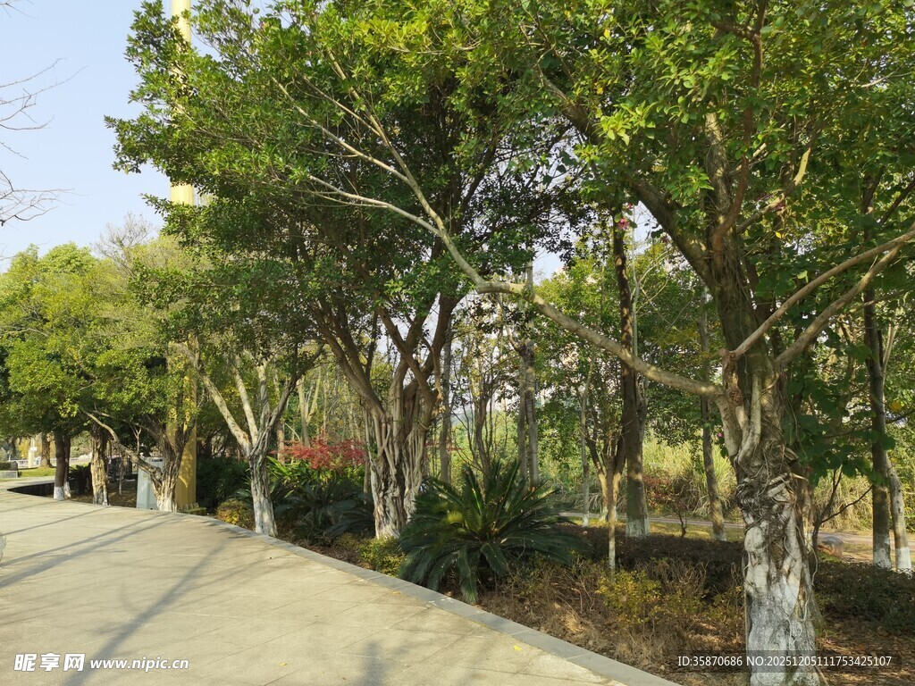 林荫小道绿意盎然的景致