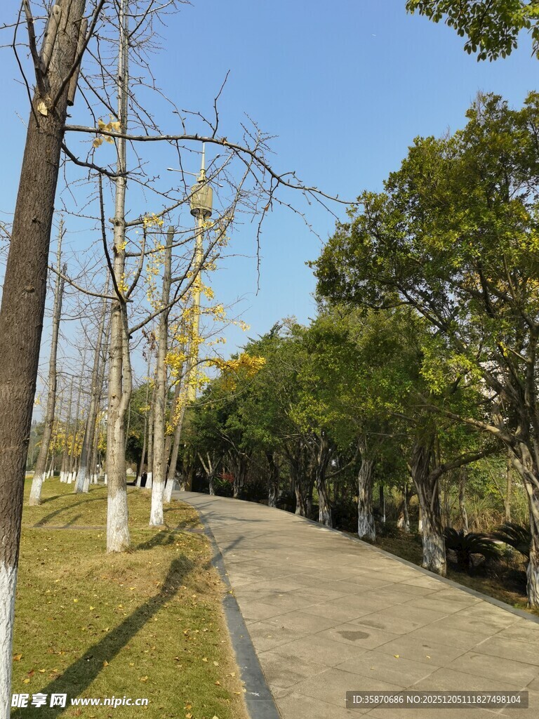 秋日林荫小道风景