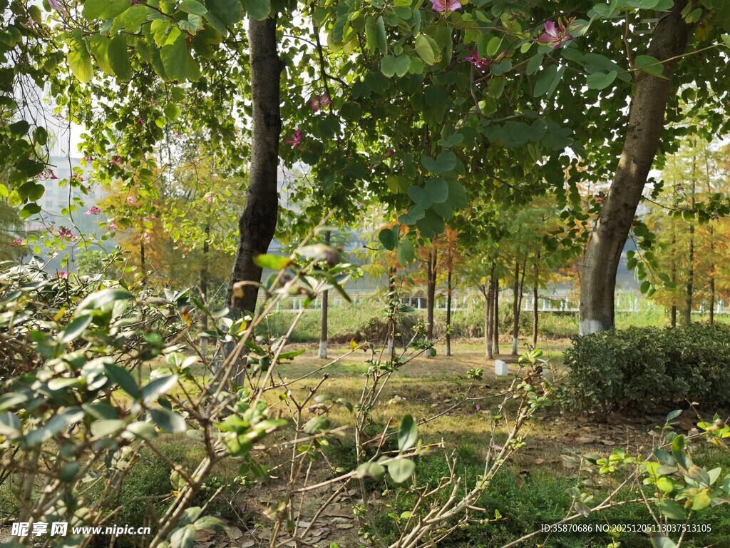 林间绿意盎然的自然景致