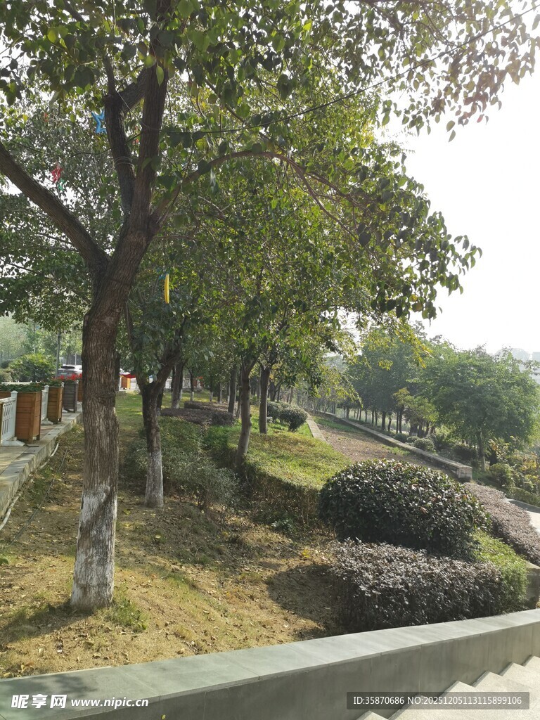 公园绿意盎然的景致