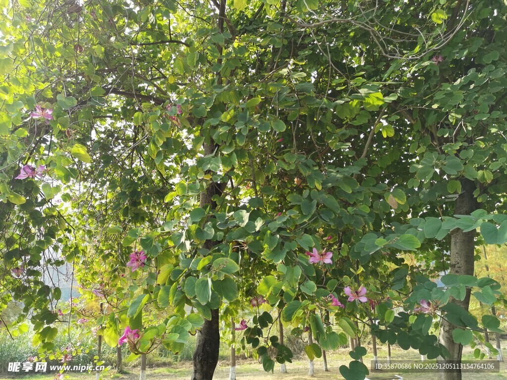 绿叶繁花的静谧树景