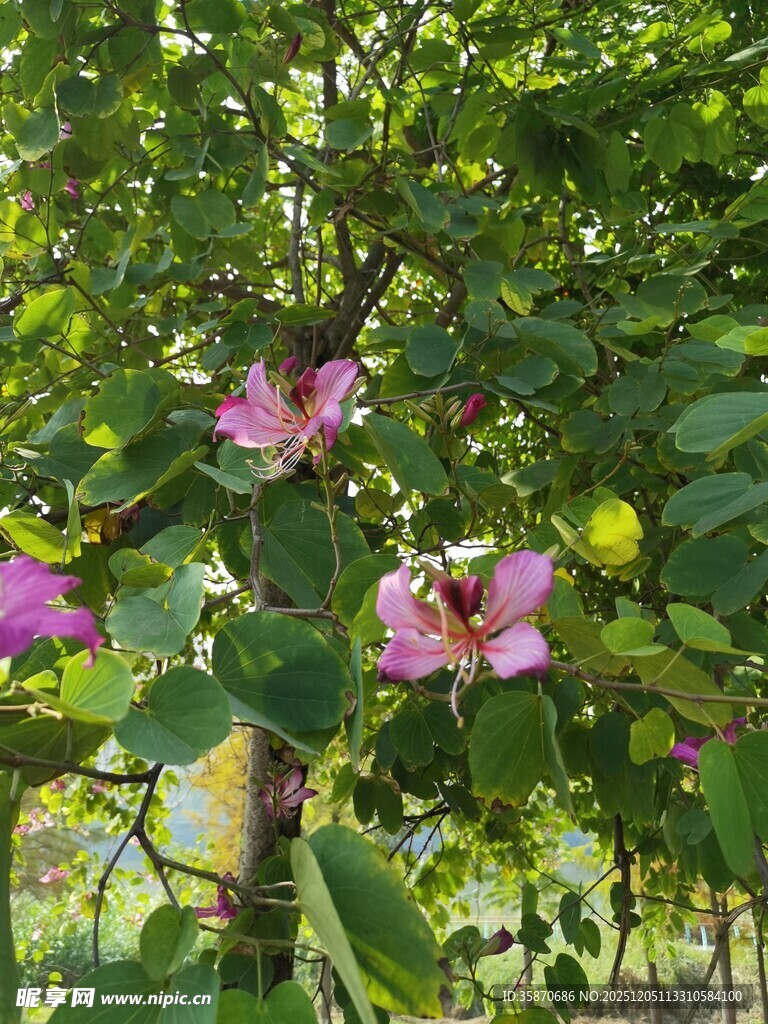 绿叶间绽放的娇艳粉花