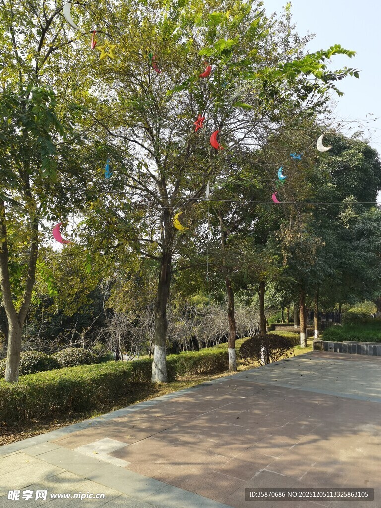 公园林荫小道风景