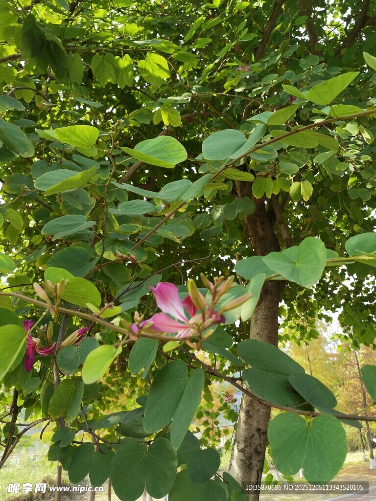 绿叶间绽放的娇艳粉花