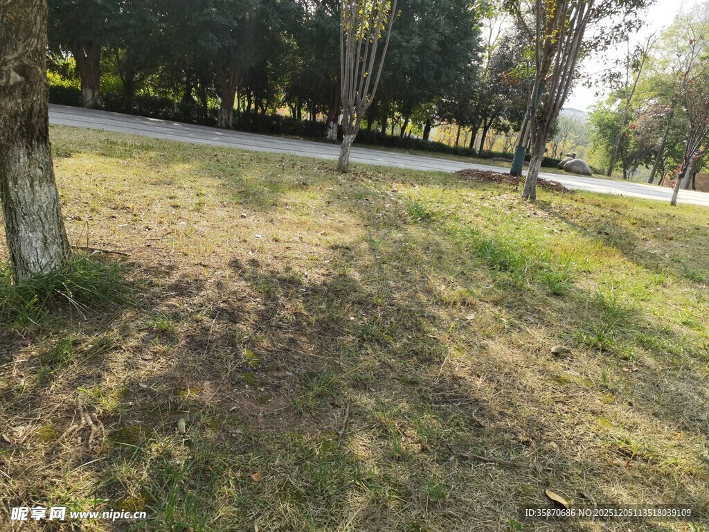 户外草地与树木景观