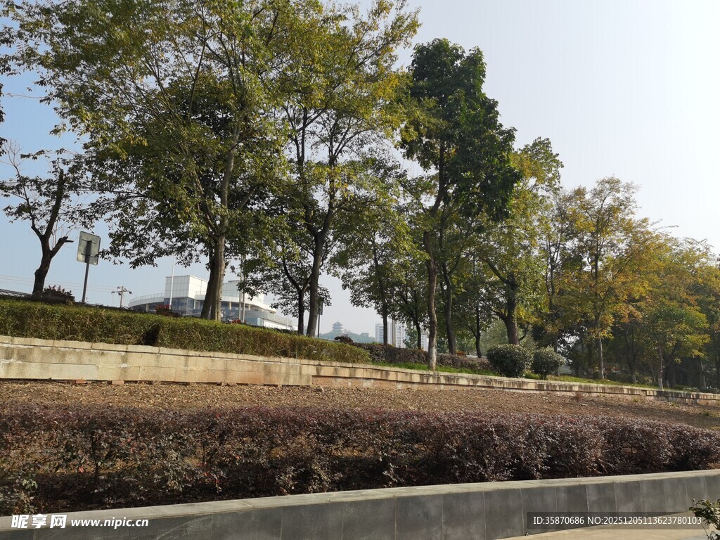 城市路边绿树与矮植景观