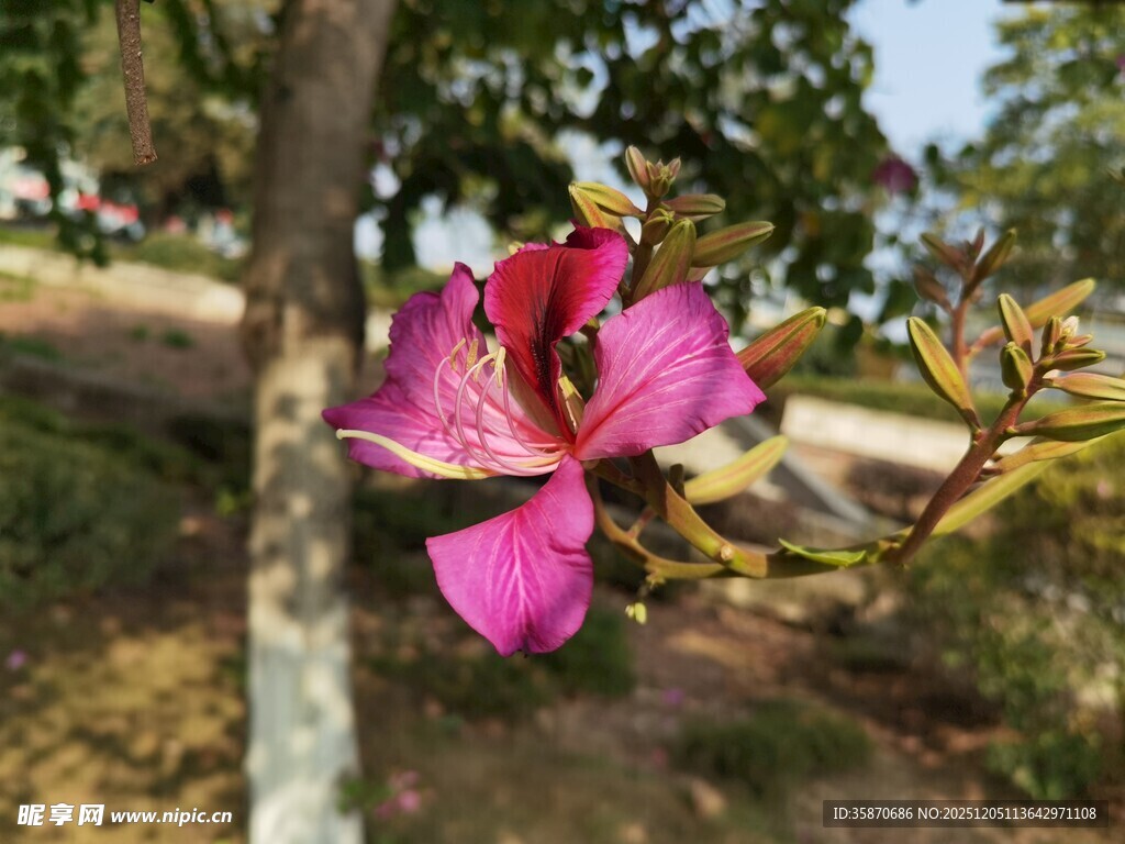 枝头绽放的艳丽紫荆花