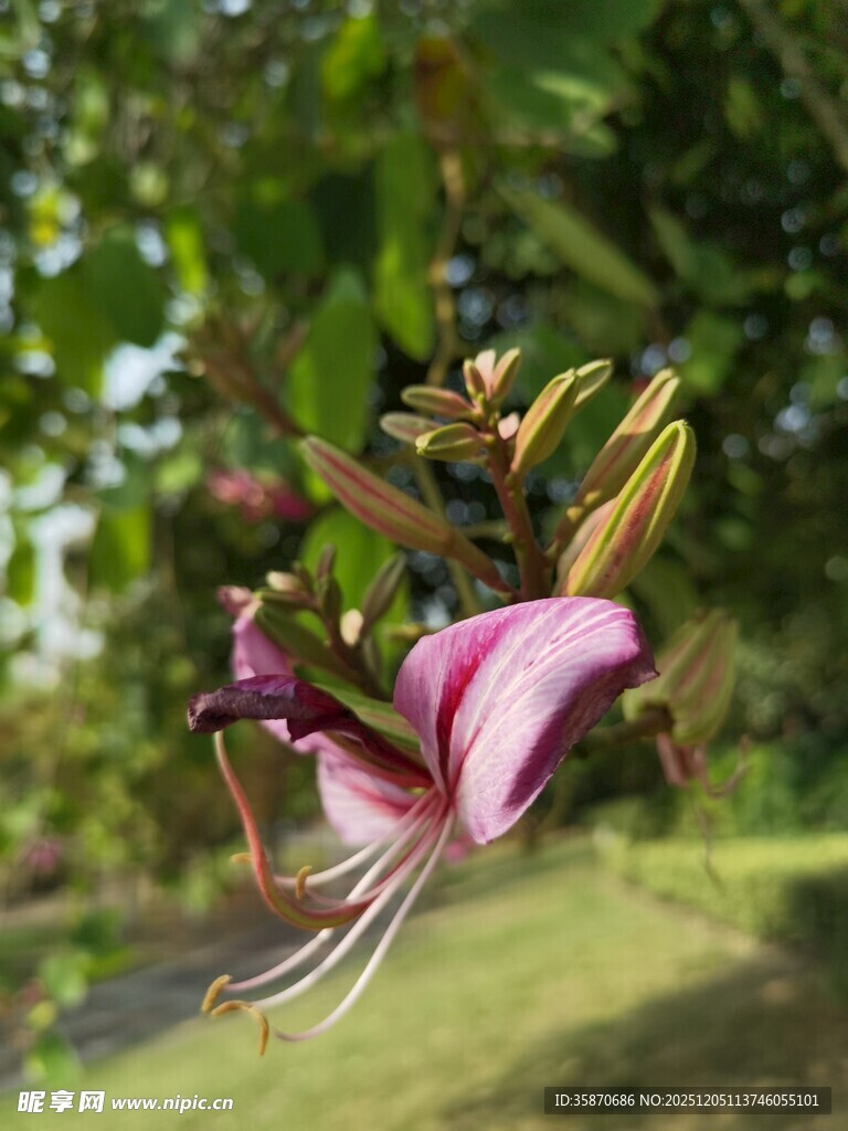 垂挂的紫白相间美丽花朵