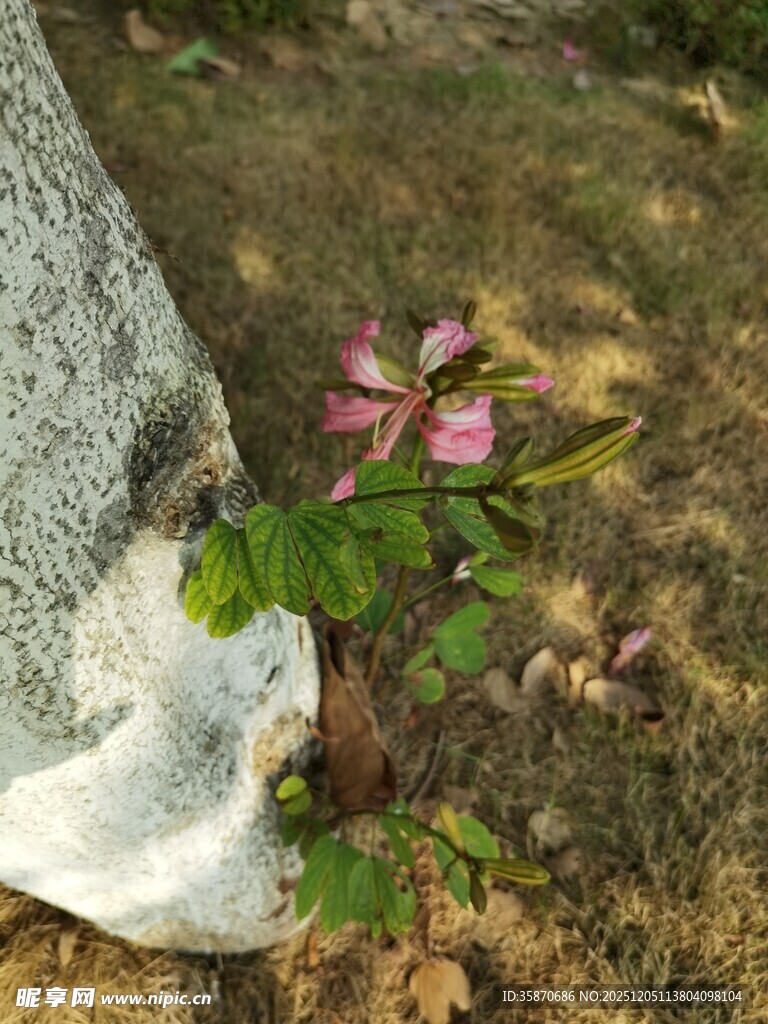 石旁绽放的粉色小花