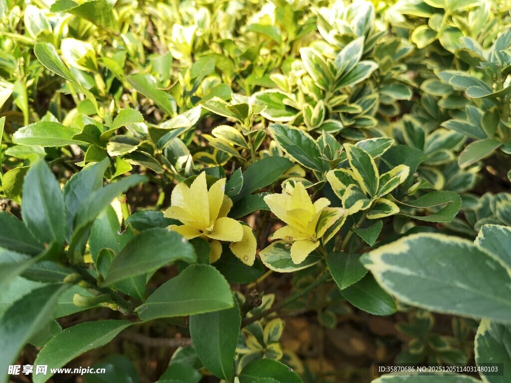 绿叶丛中的黄色小花