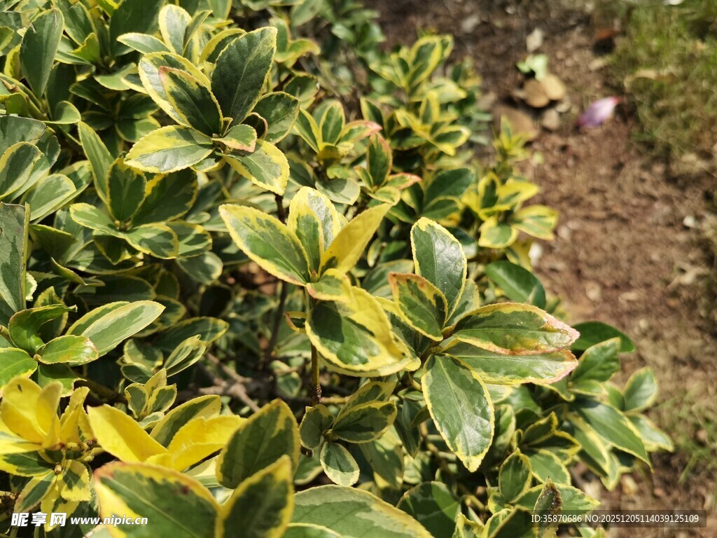 黄绿相间的斑斓植物