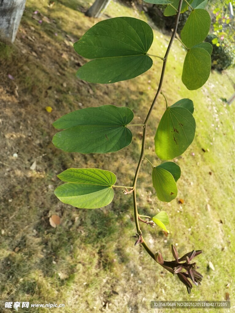 地面上的绿色藤蔓植物